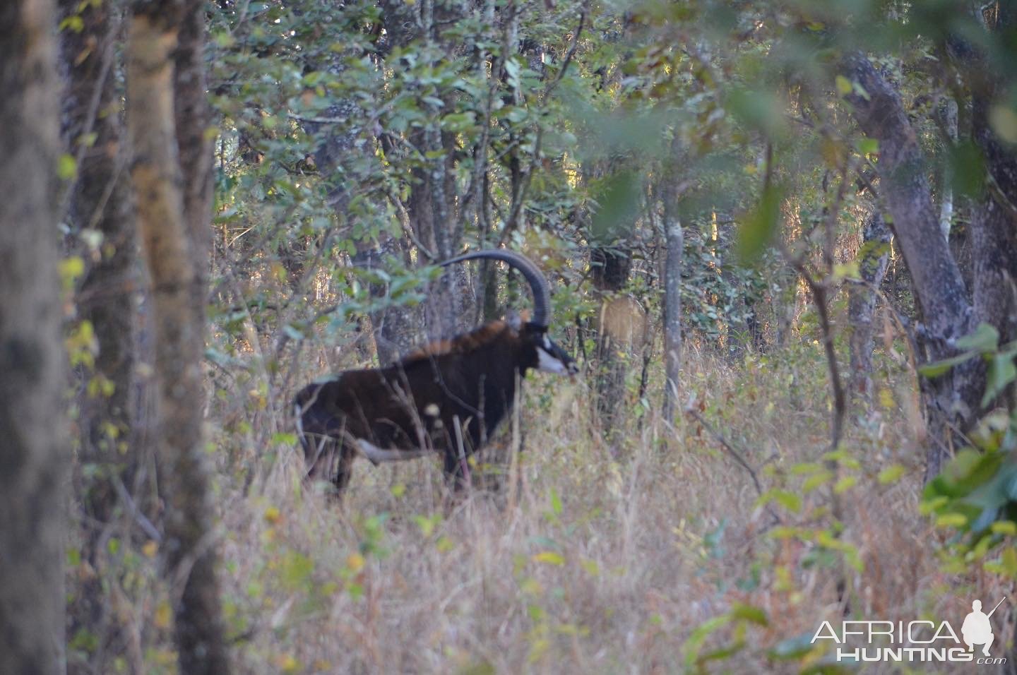 Sable Takeri Reserve Zambia