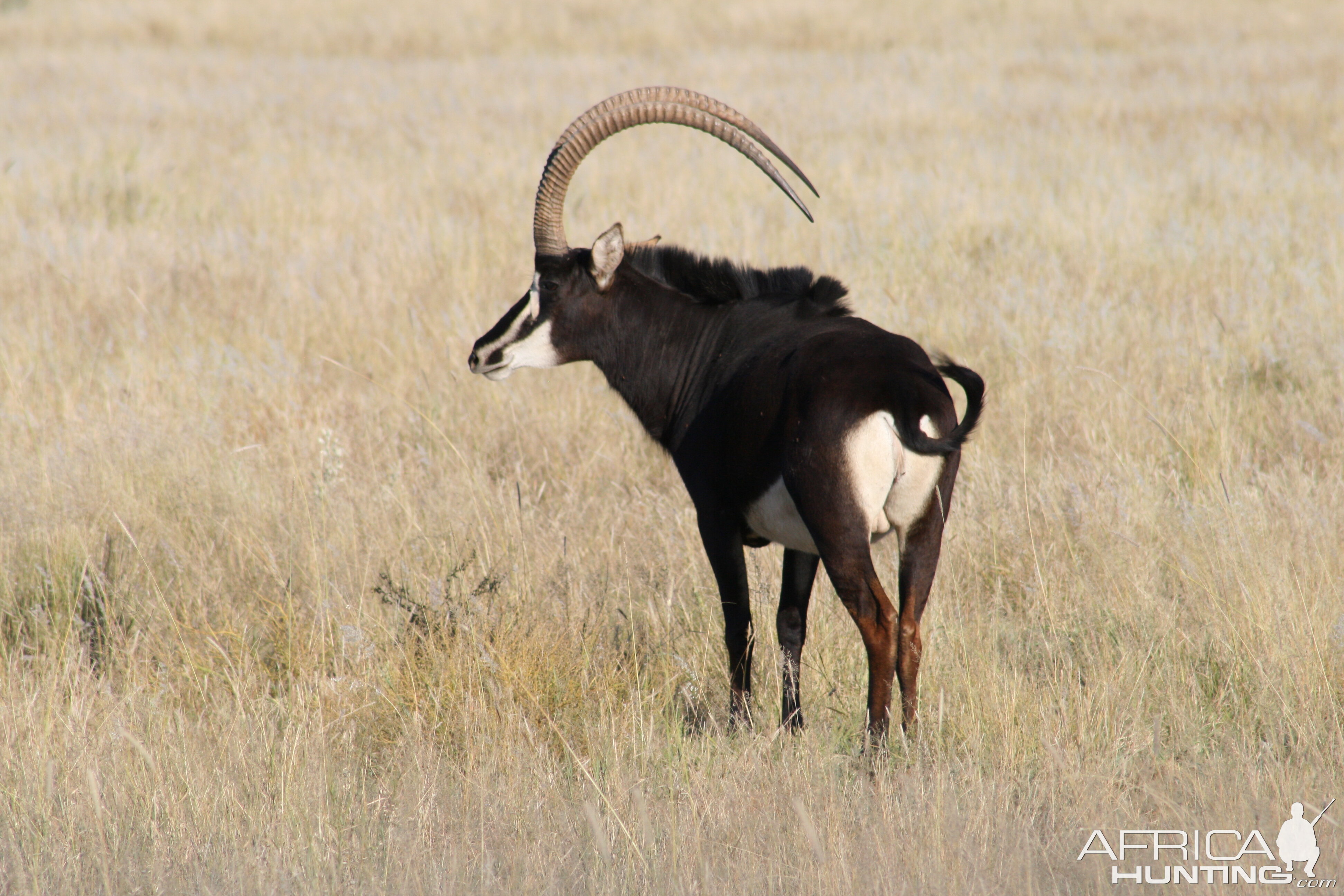 Sable Wildlife Noth West Province South Africa