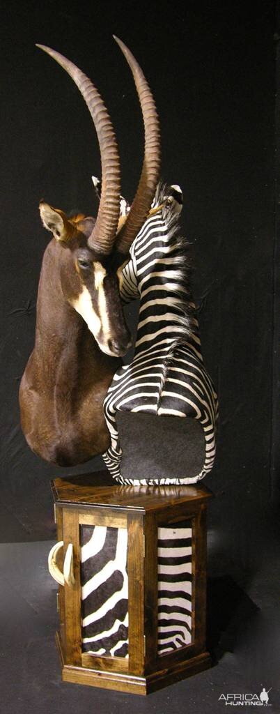 Sable & Zebra Pedestal Custom Base Taxidermy