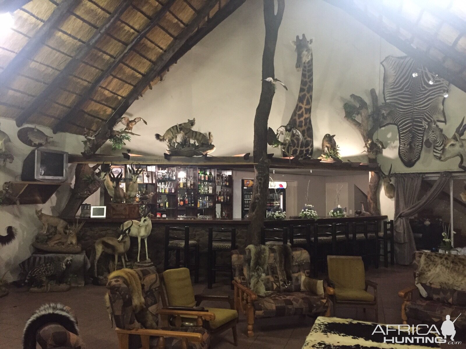 Safaris Bar area