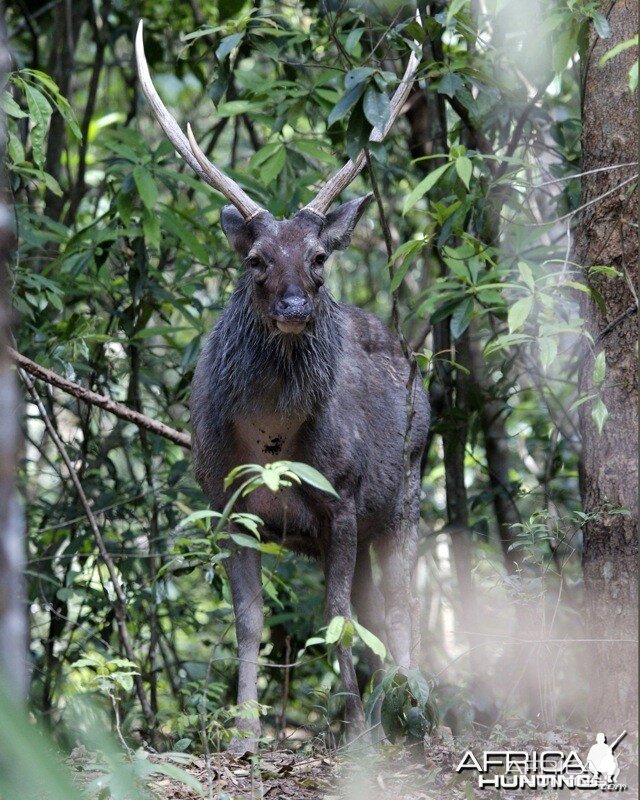 Sambar Deer (Cervus unicolor)