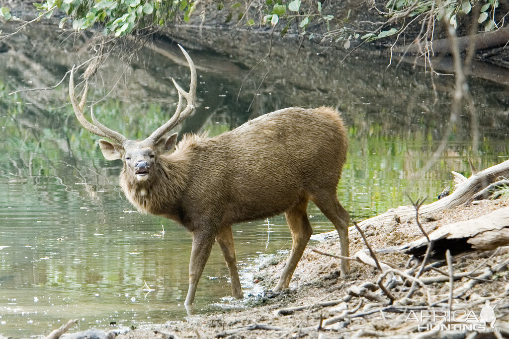 Sambar Deer (Cervus unicolor)