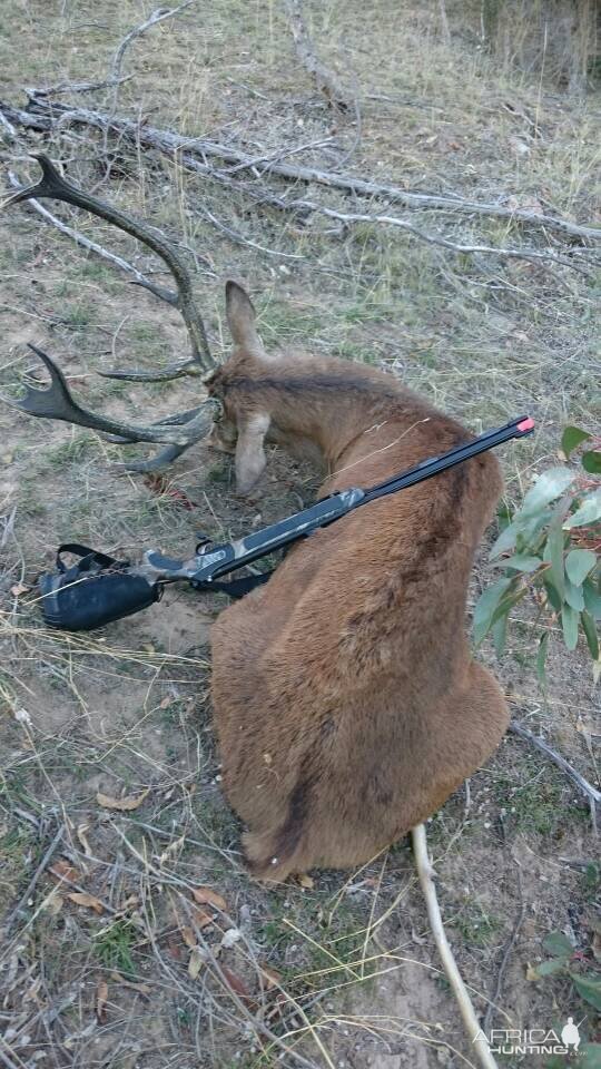 Sambar Deer Hunt Australia