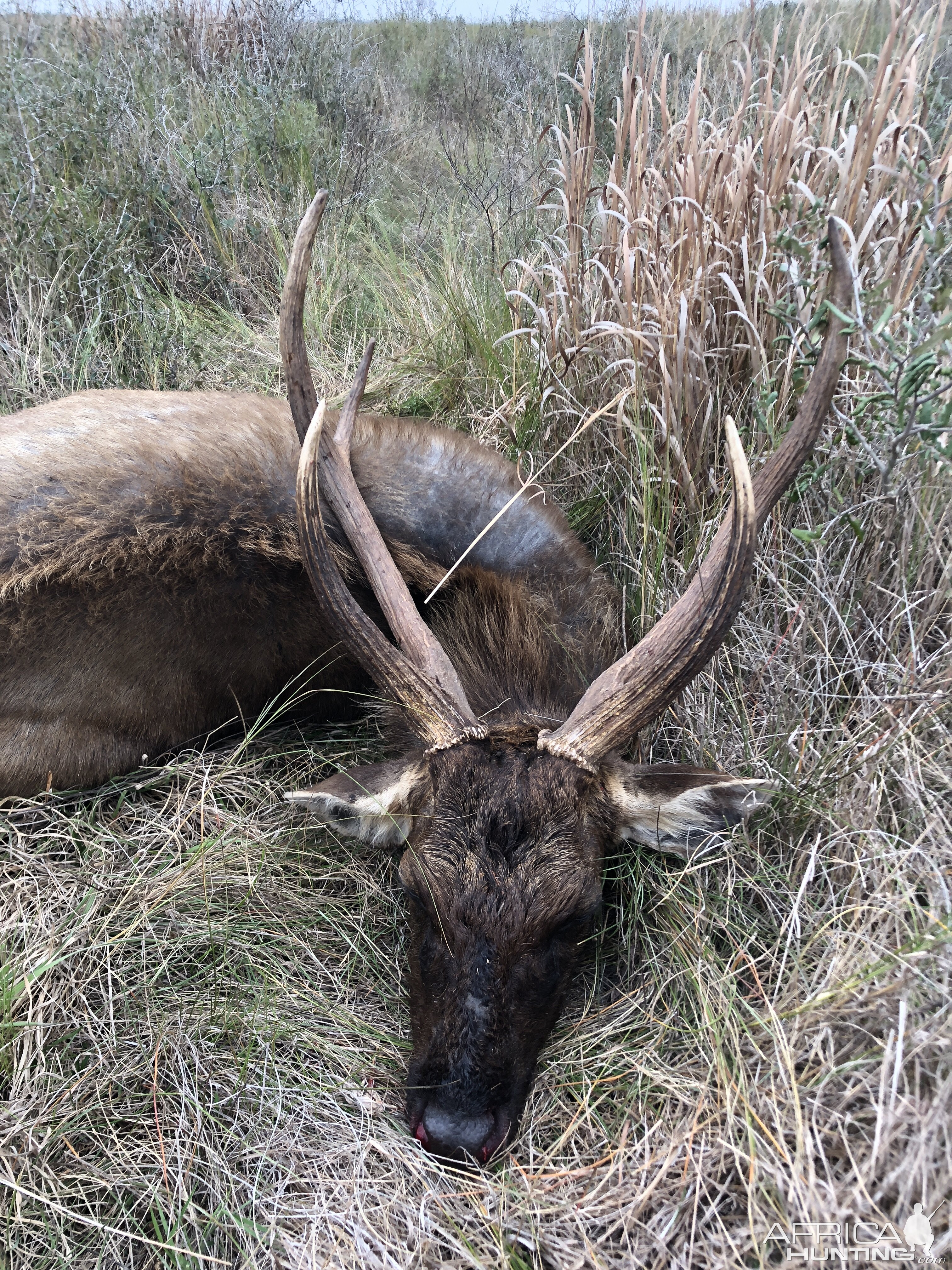 Sambar Deer Hunting USA