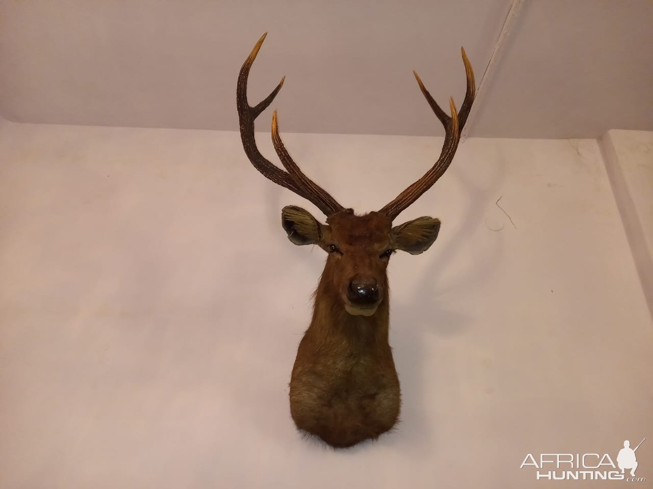Sambar Shoulder Mount Taxidermy