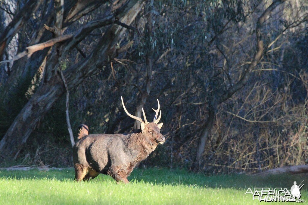 Sambar Stag