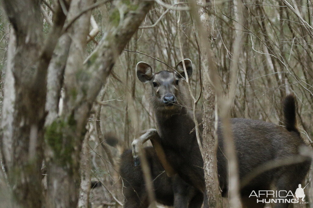 Sambar Victoria Australia