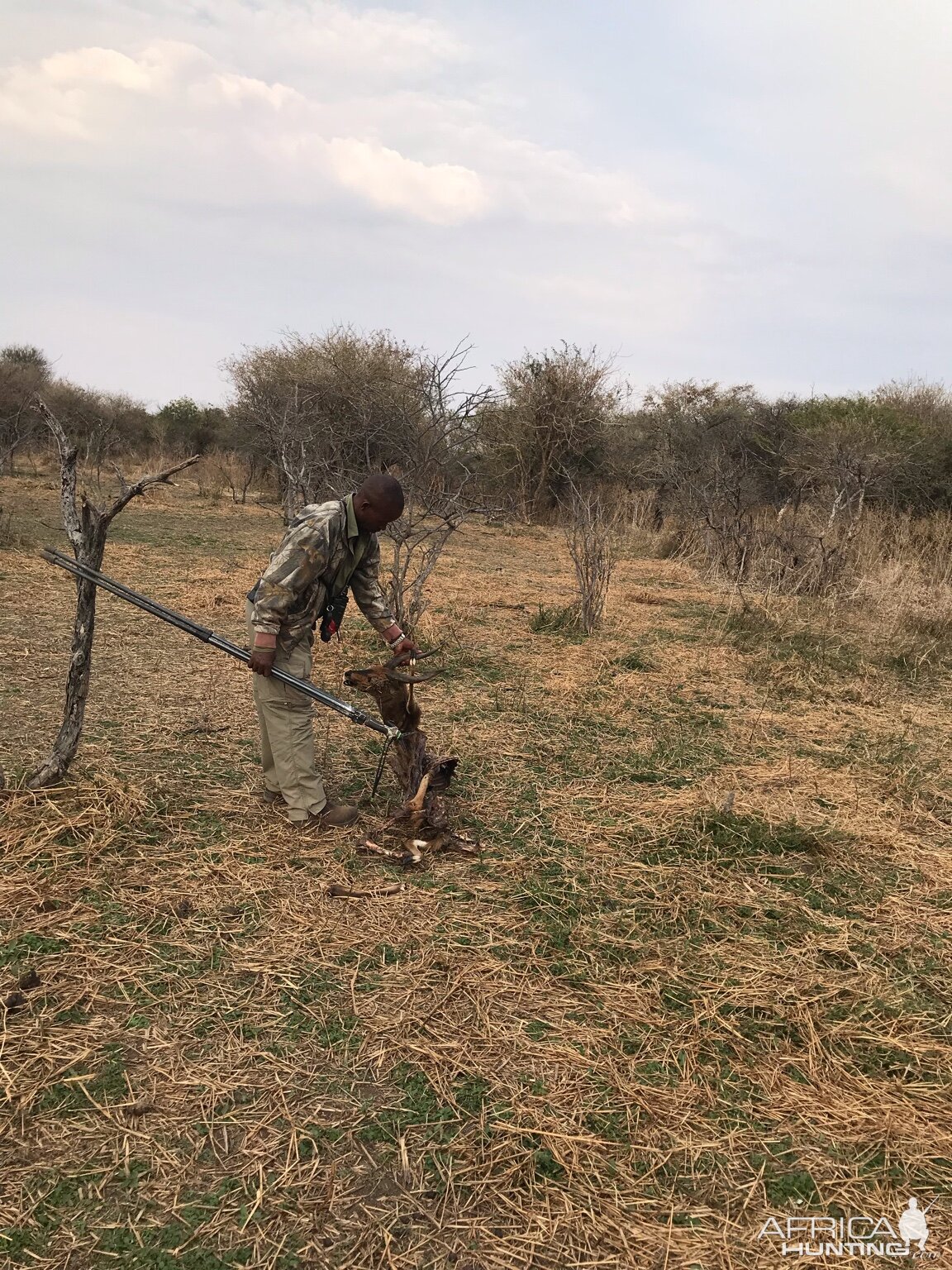 Sammy with a Bushbuck killed by a Cheetah