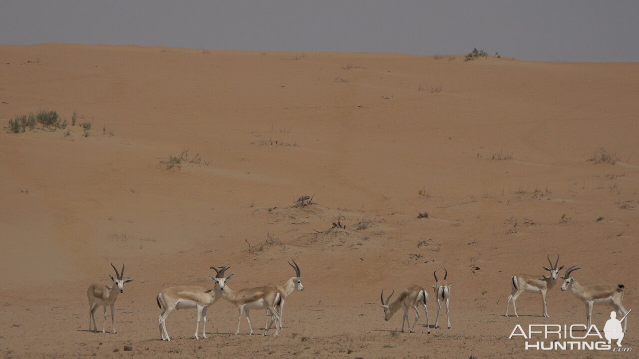 Sand Gazelle United Arab Emirates