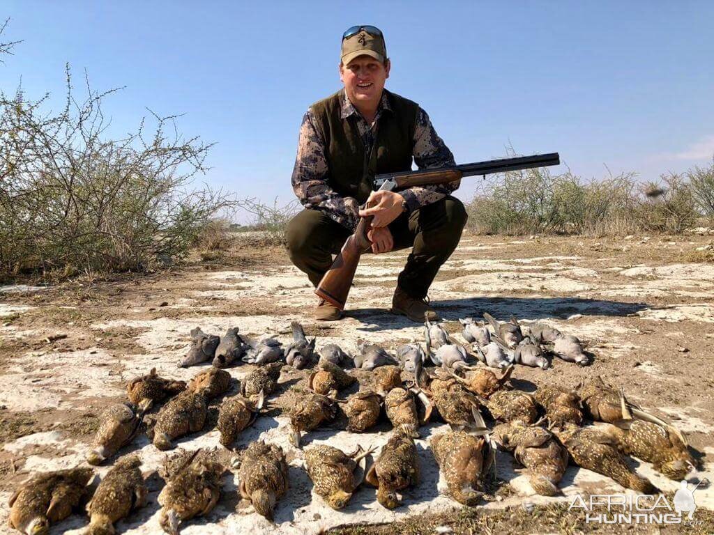 Sandgrouse Hunting Namibia