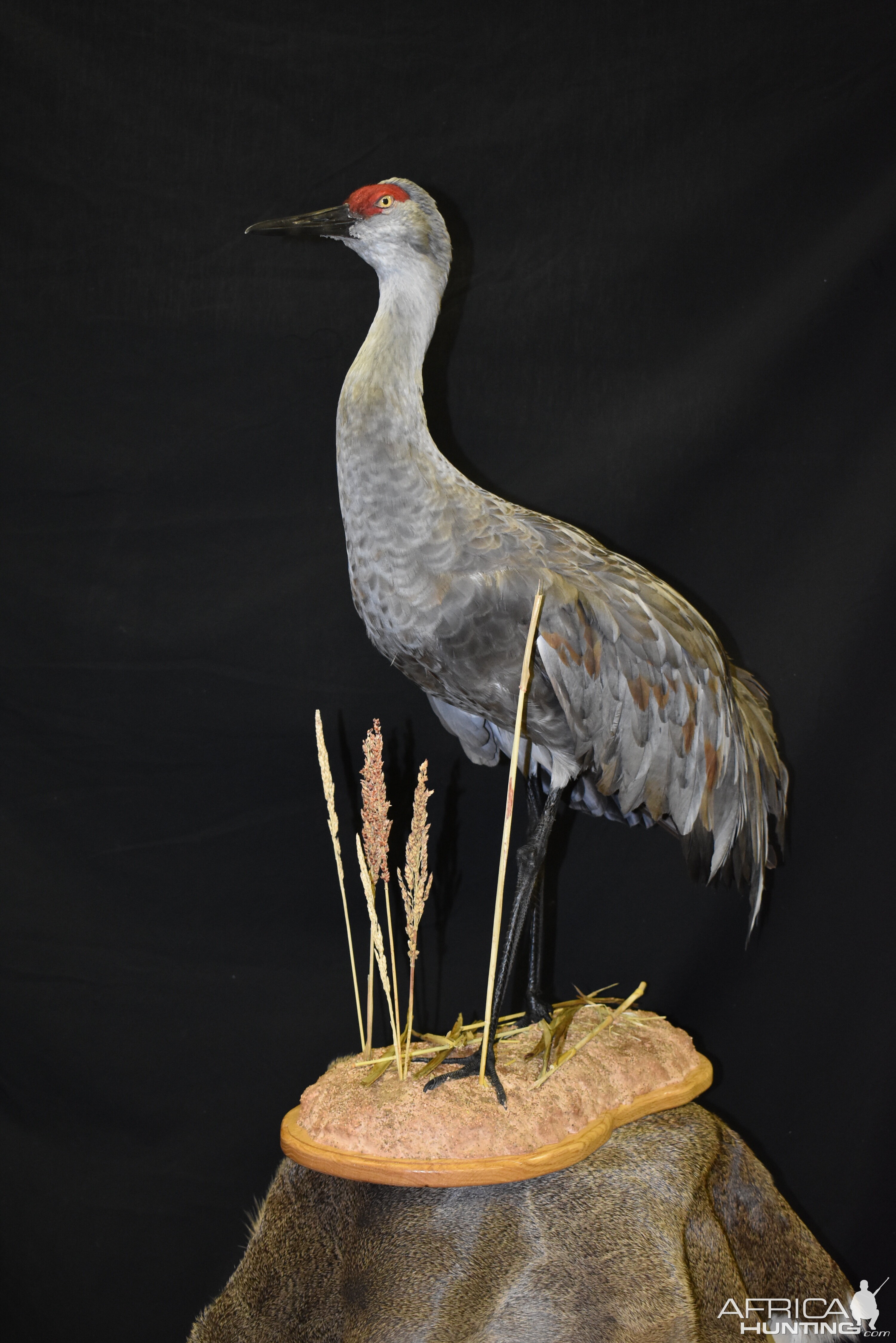 Sandhill Crane Full Mount Pedestal Taxidermy