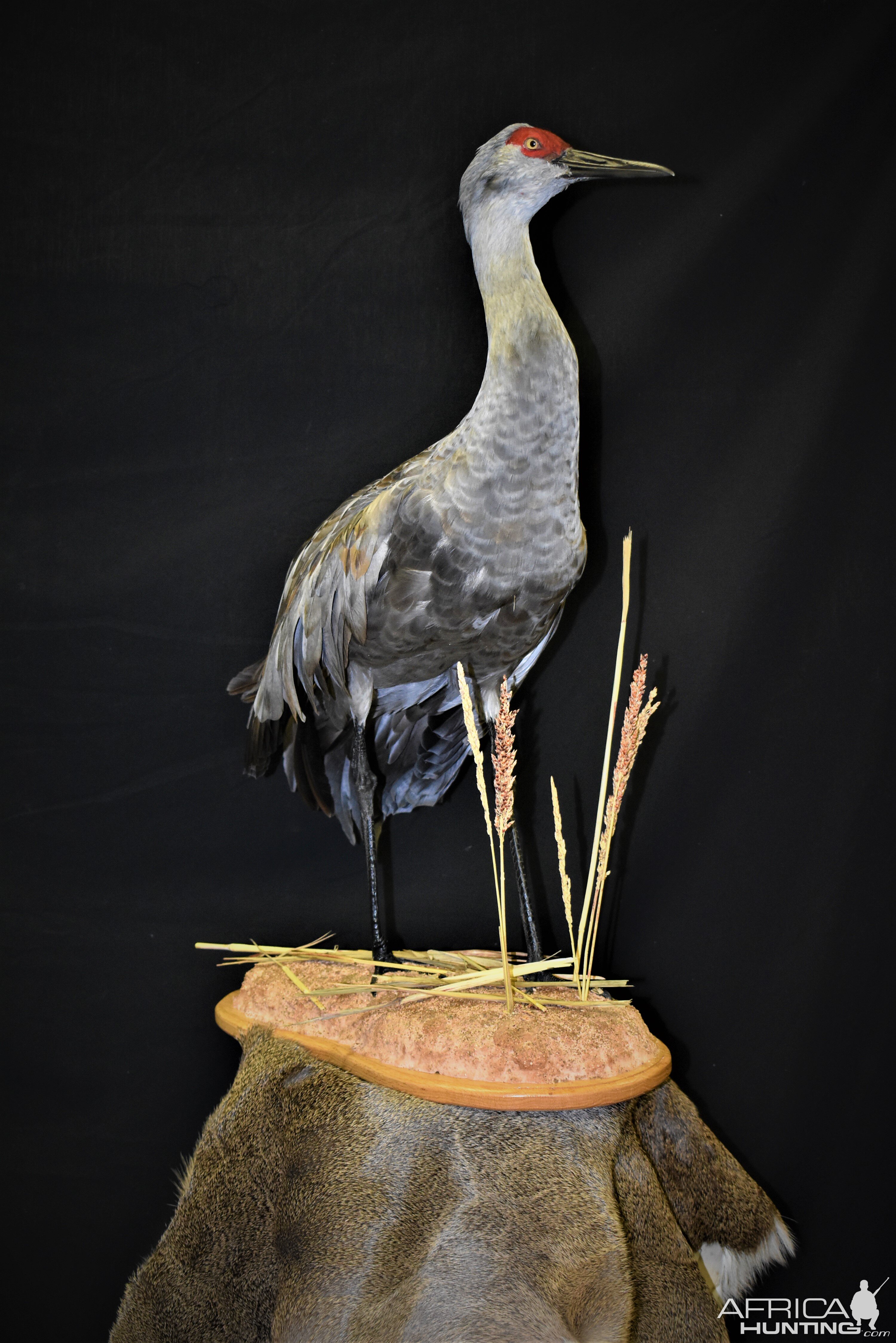 Sandhill Crane Full Mount Pedestal Taxidermy