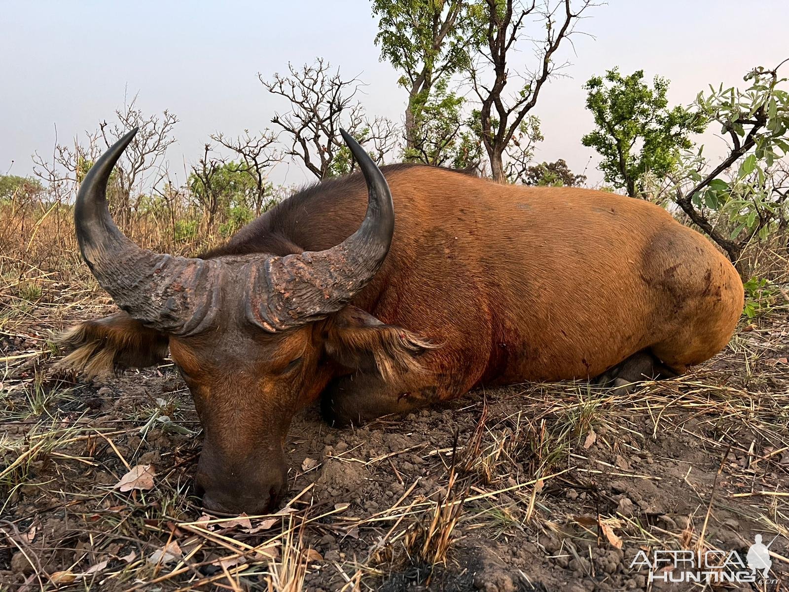 Savanna Buffalo Hunt Cameroon