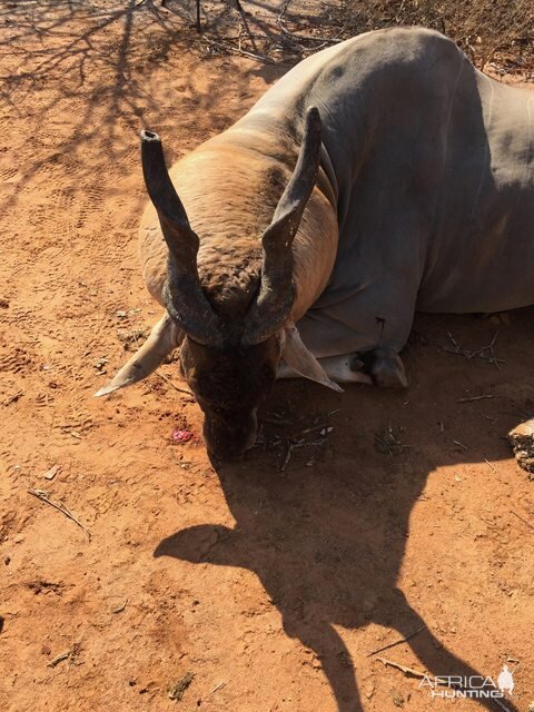 Save Valley Conservancy, Zimbabwe Hunting Eland