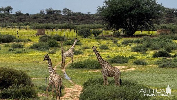 Scenery Namibia