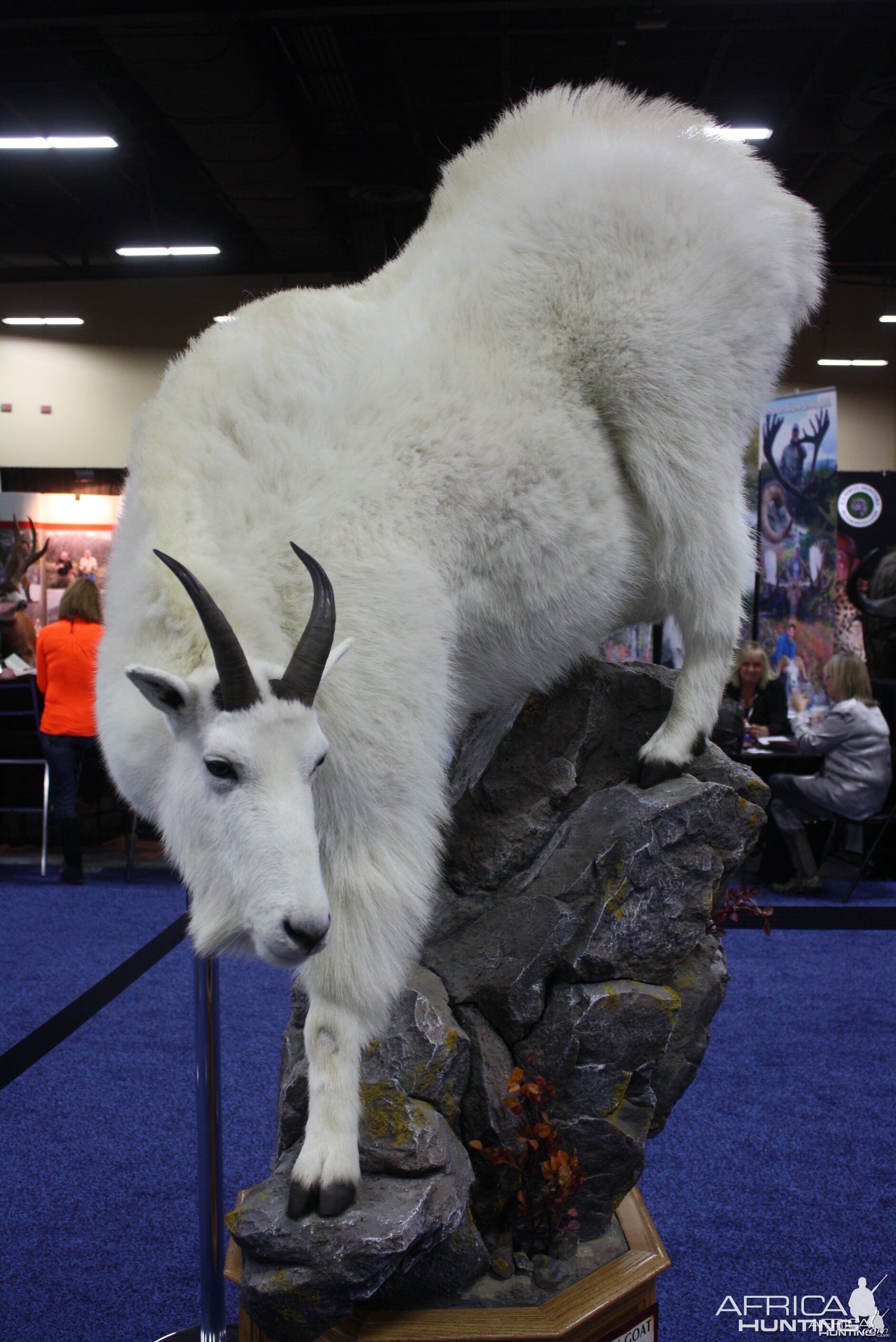 SCI Convention 2014 Taxidermy Mounts