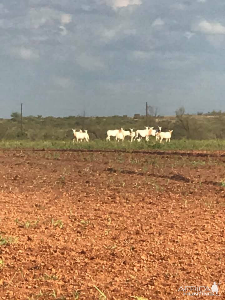 Scimitar Horned Oryx Texas USA