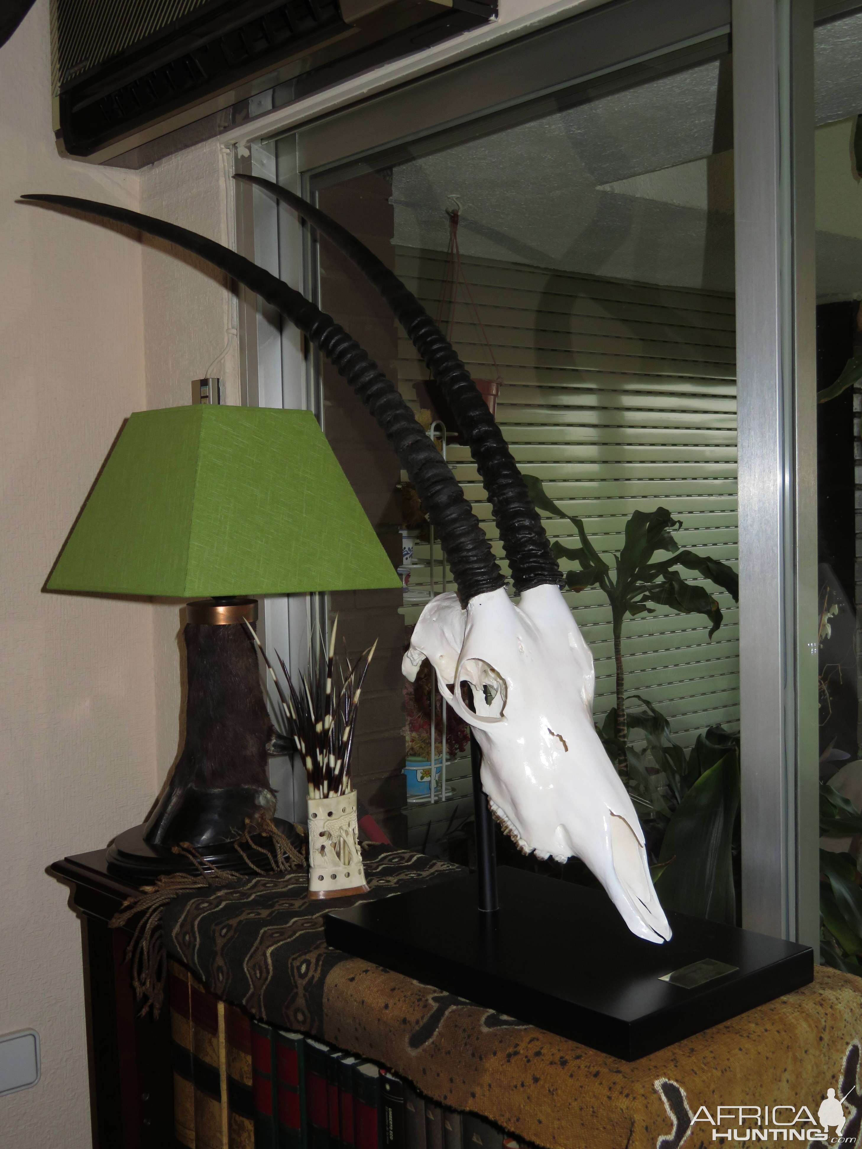 Scimitar Oryx European Skull Mount Taxidermy