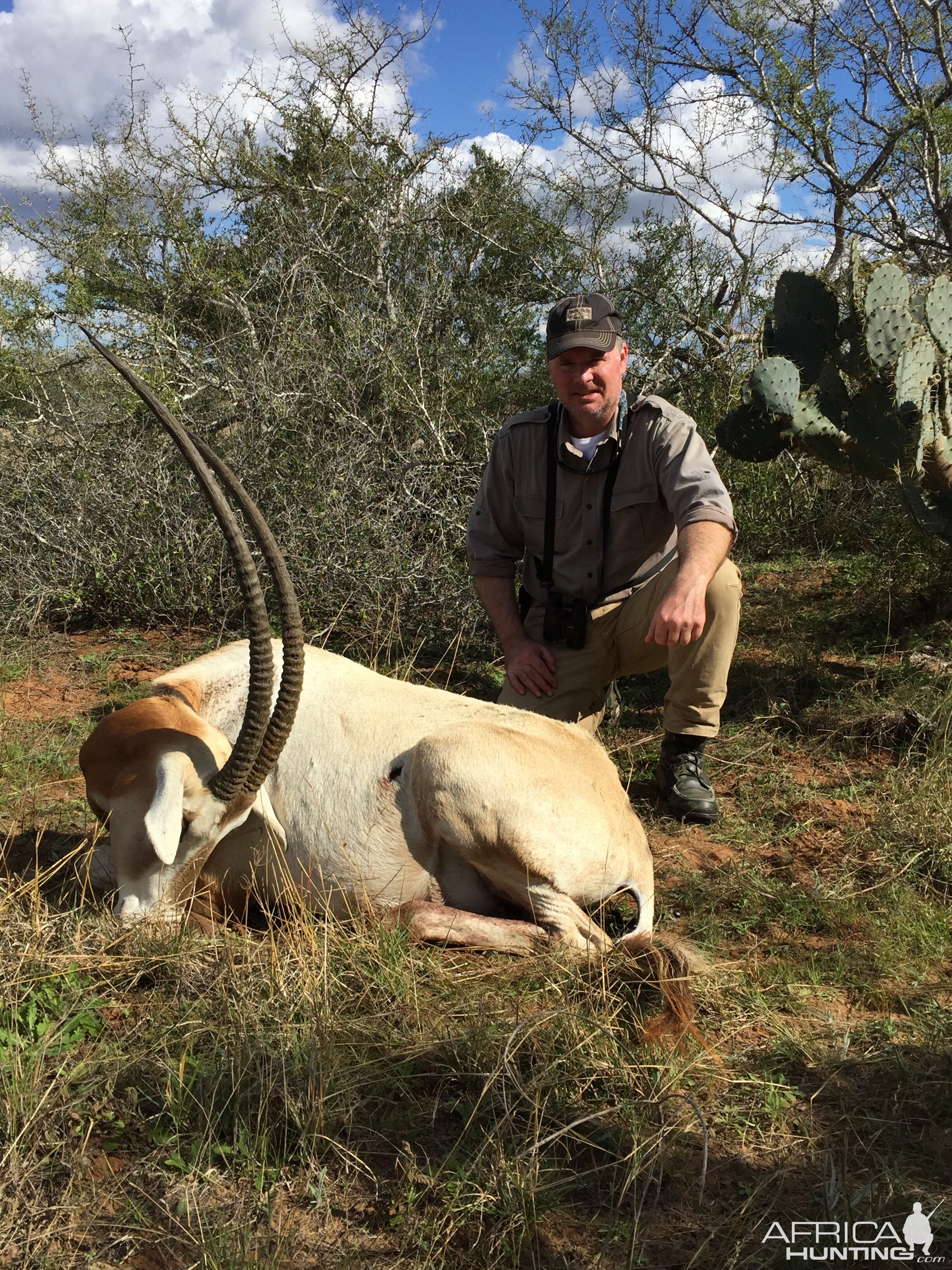 Scimitar Oryx Hunt Texas USA