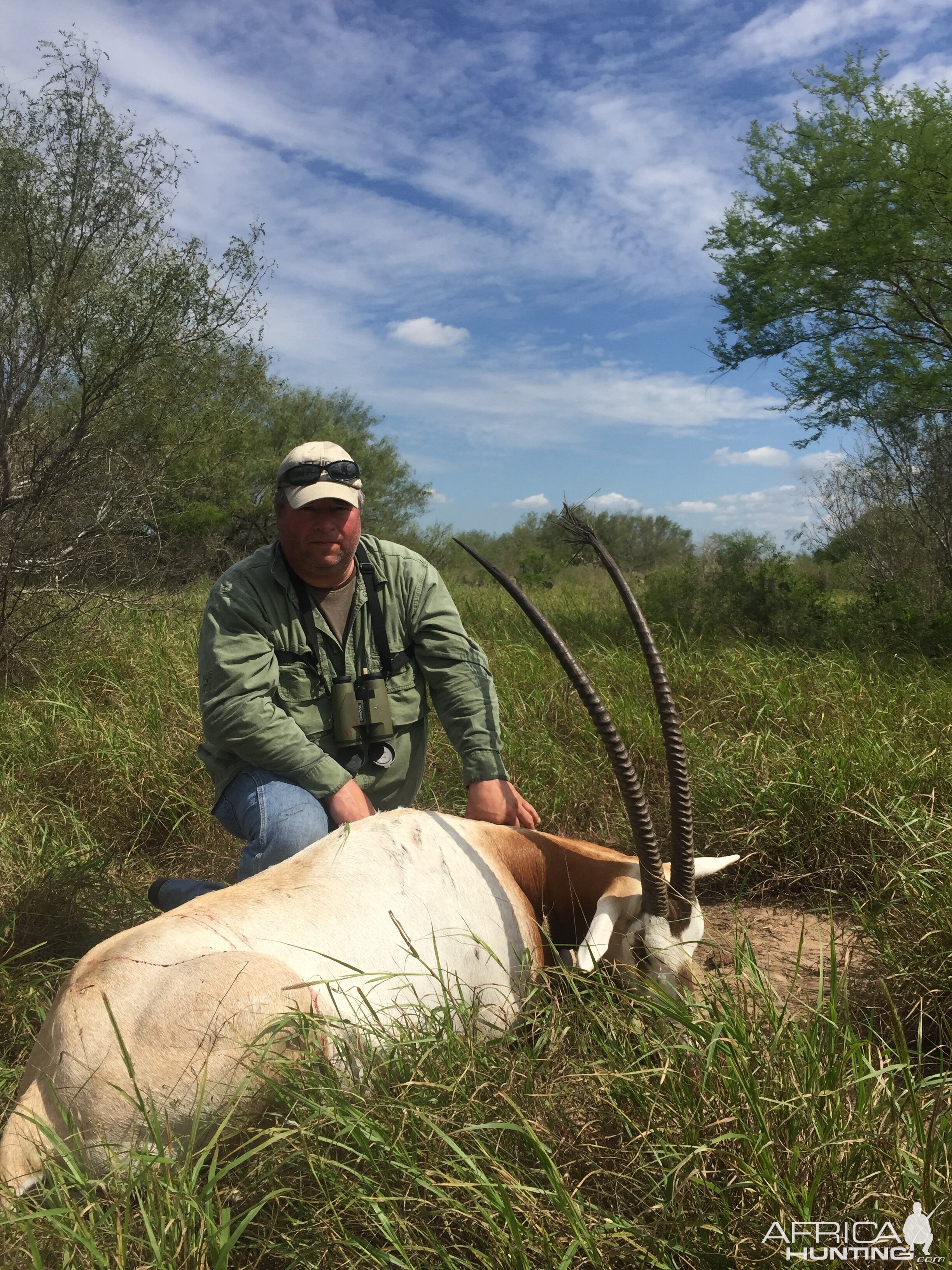 Scimitar Oryx Hunting
