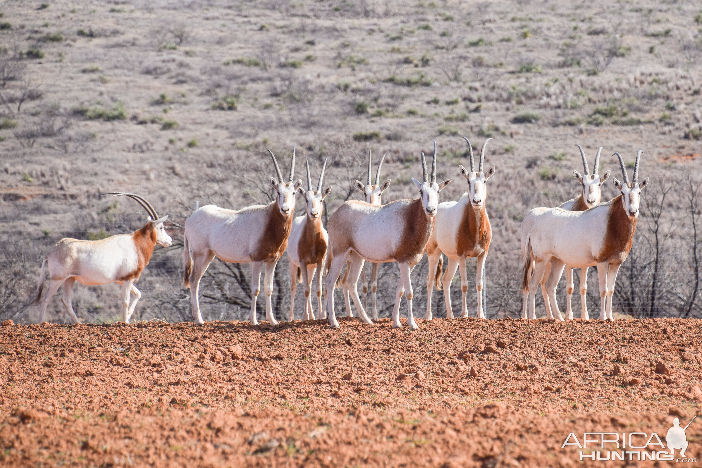 Scimitar Oryx Texas USA