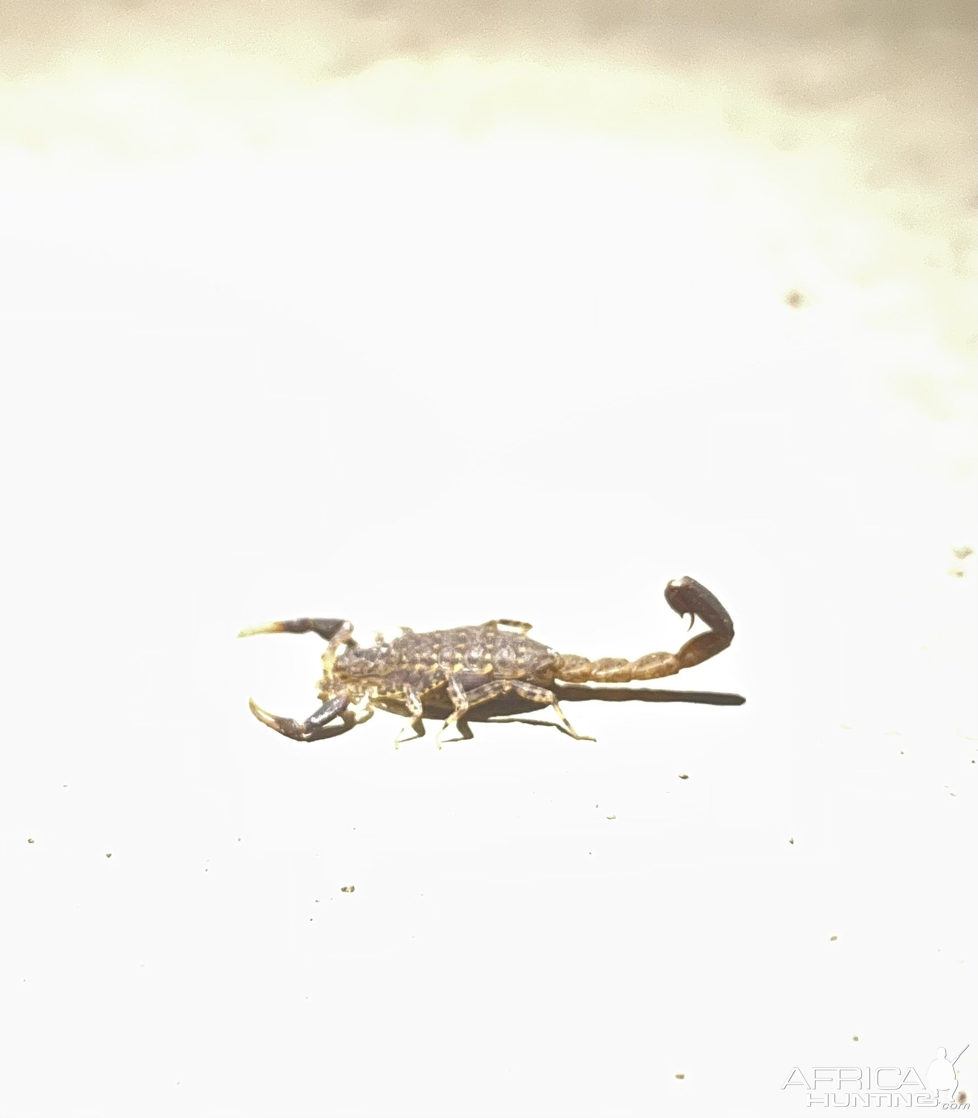 Scorpion Zambia