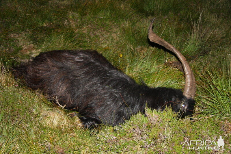 Scottish Feral Goat