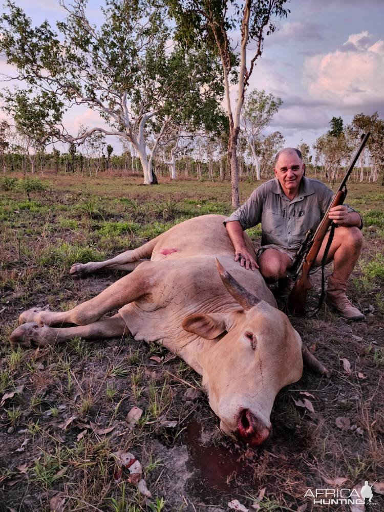 Scrub Bull Hunt Australia