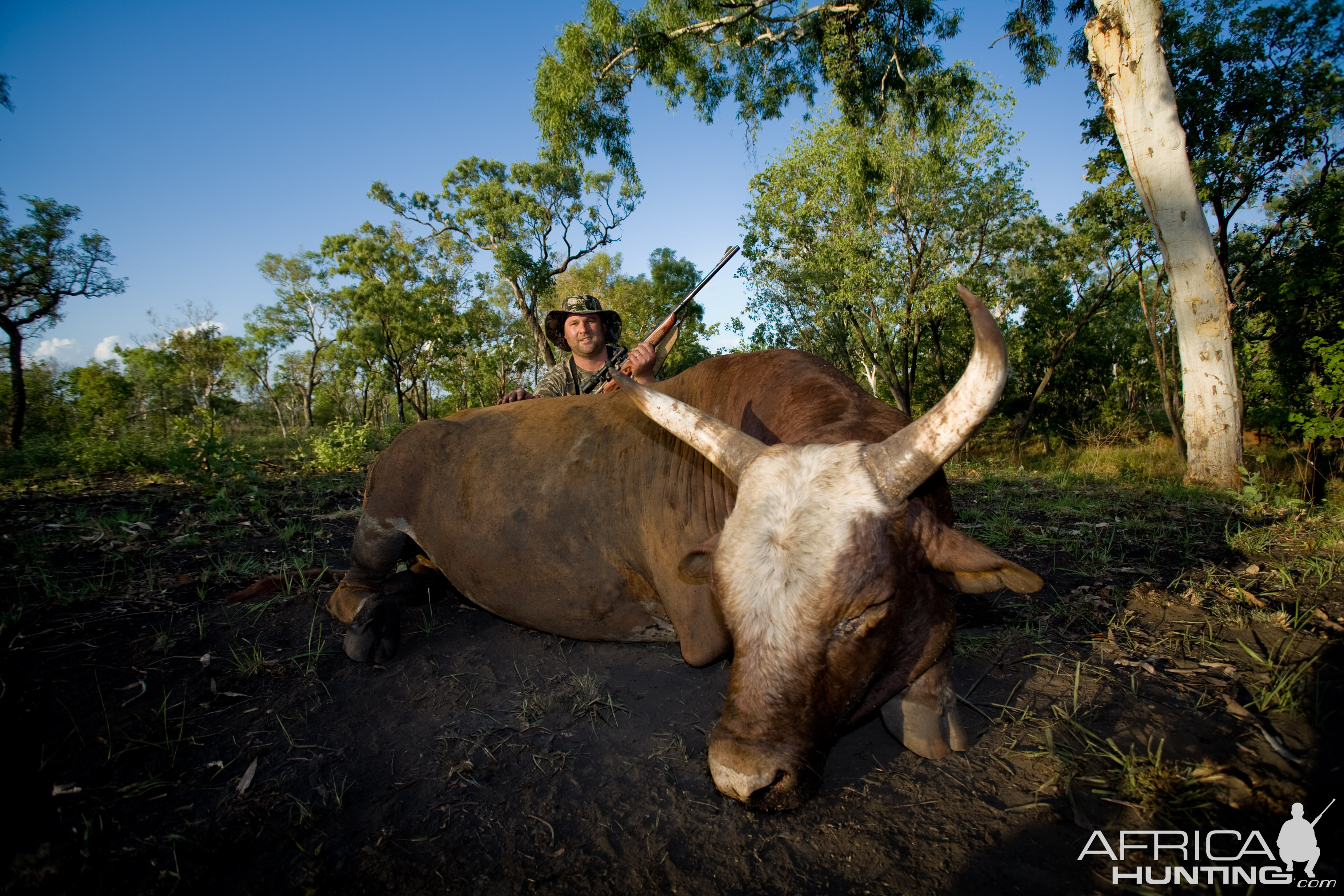 Scrub Bull Hunt Australia Hunting