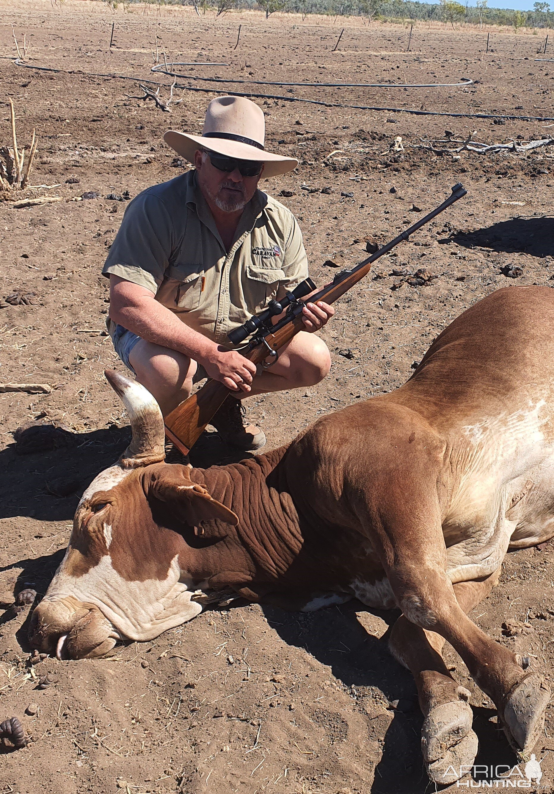 Scrub Bull Hunting Australia