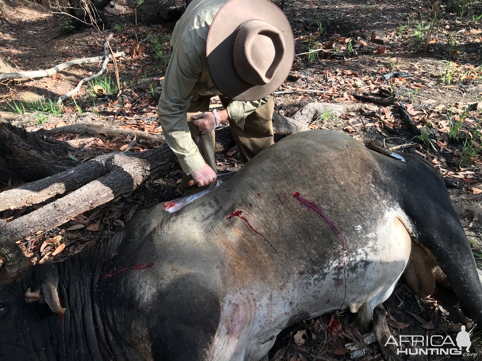 Scrub Bull Hunting Northern Territory Australia