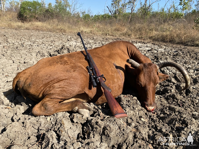 Scrub Cow Hunt Australia