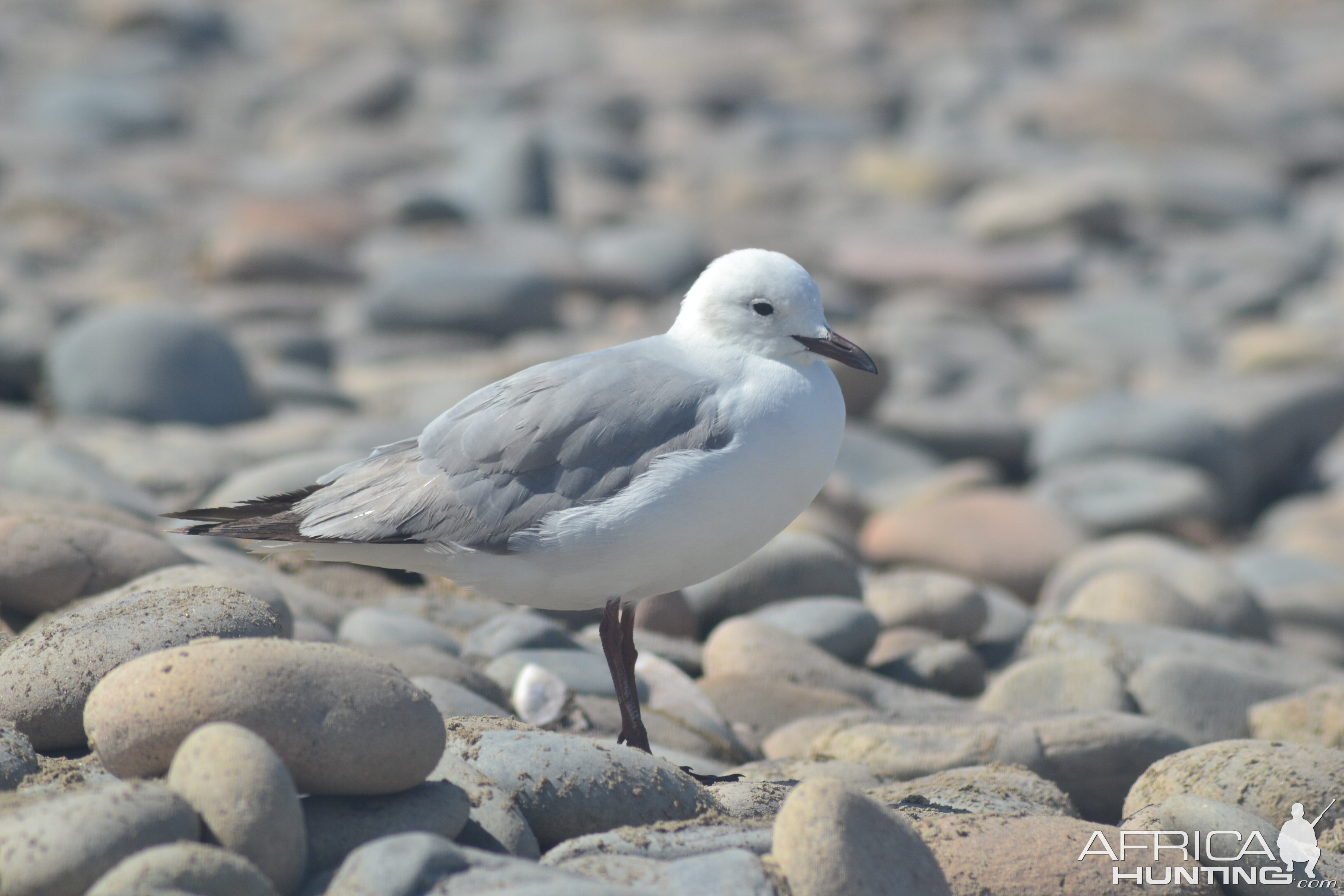 Seagull Namibia