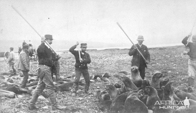 Seal Clubbing St Paul Island in Alaska 1890