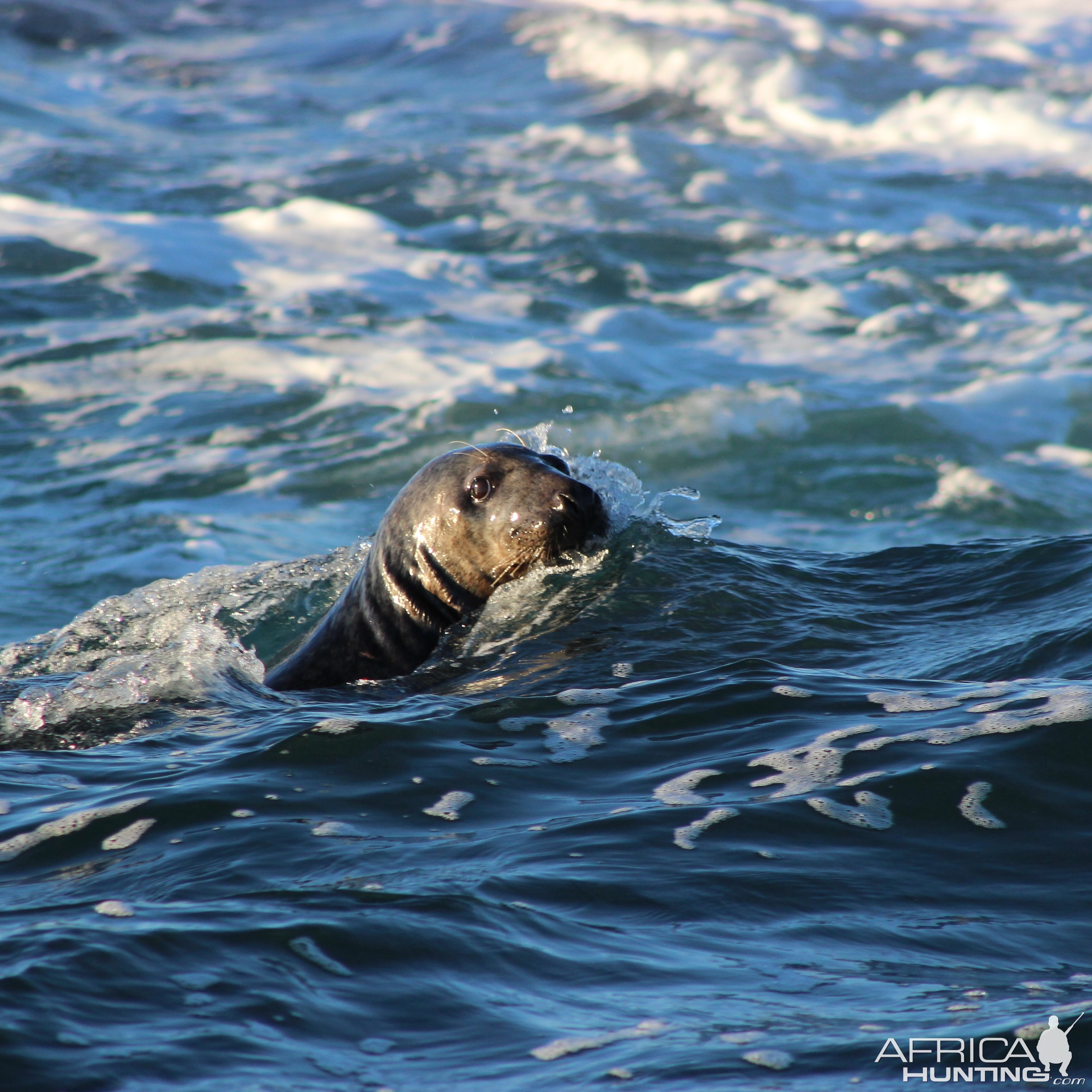 Seal Hunting in Norway