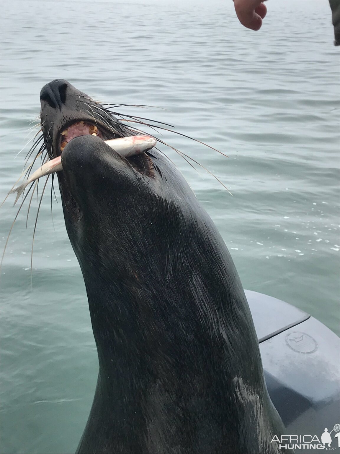 Seal Namibia