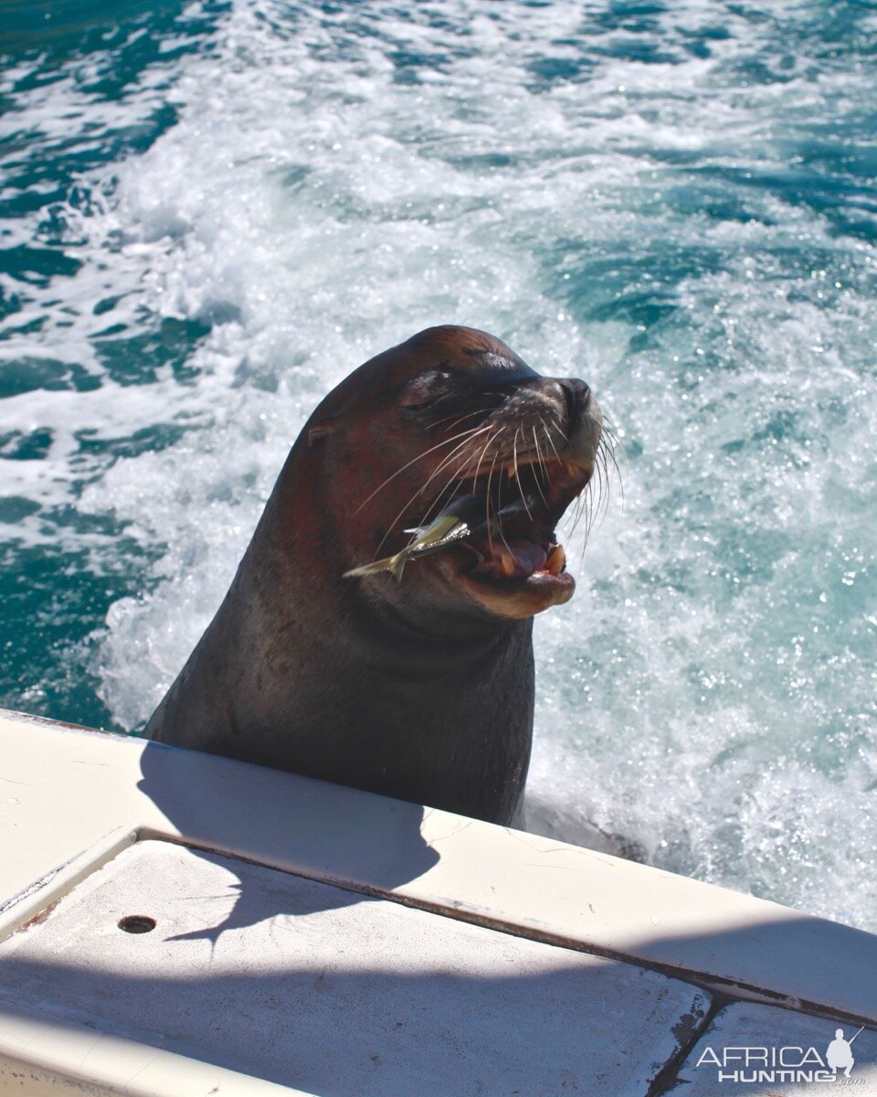 Seal