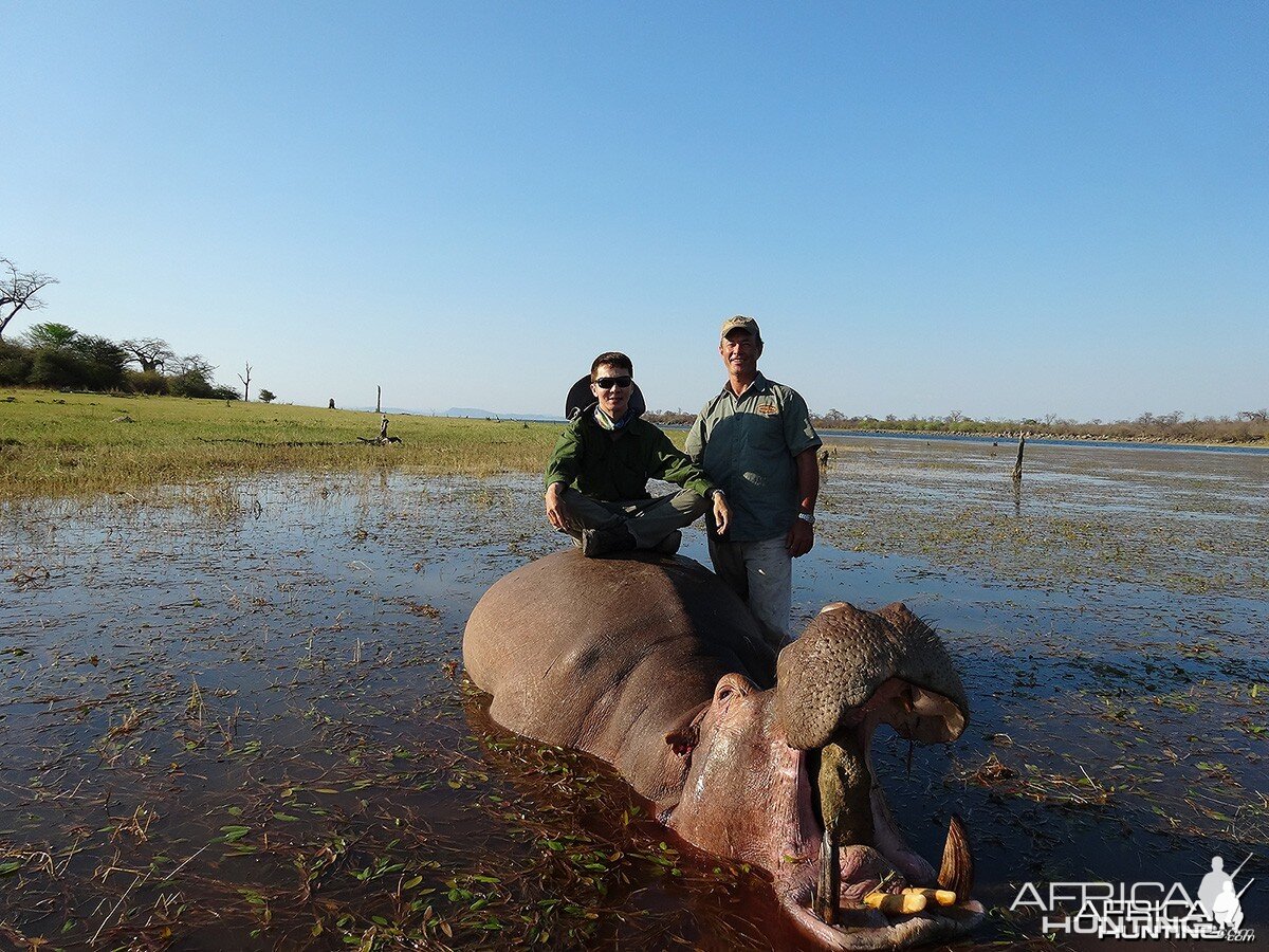 Second Hippo - Zimbabwe October 2013