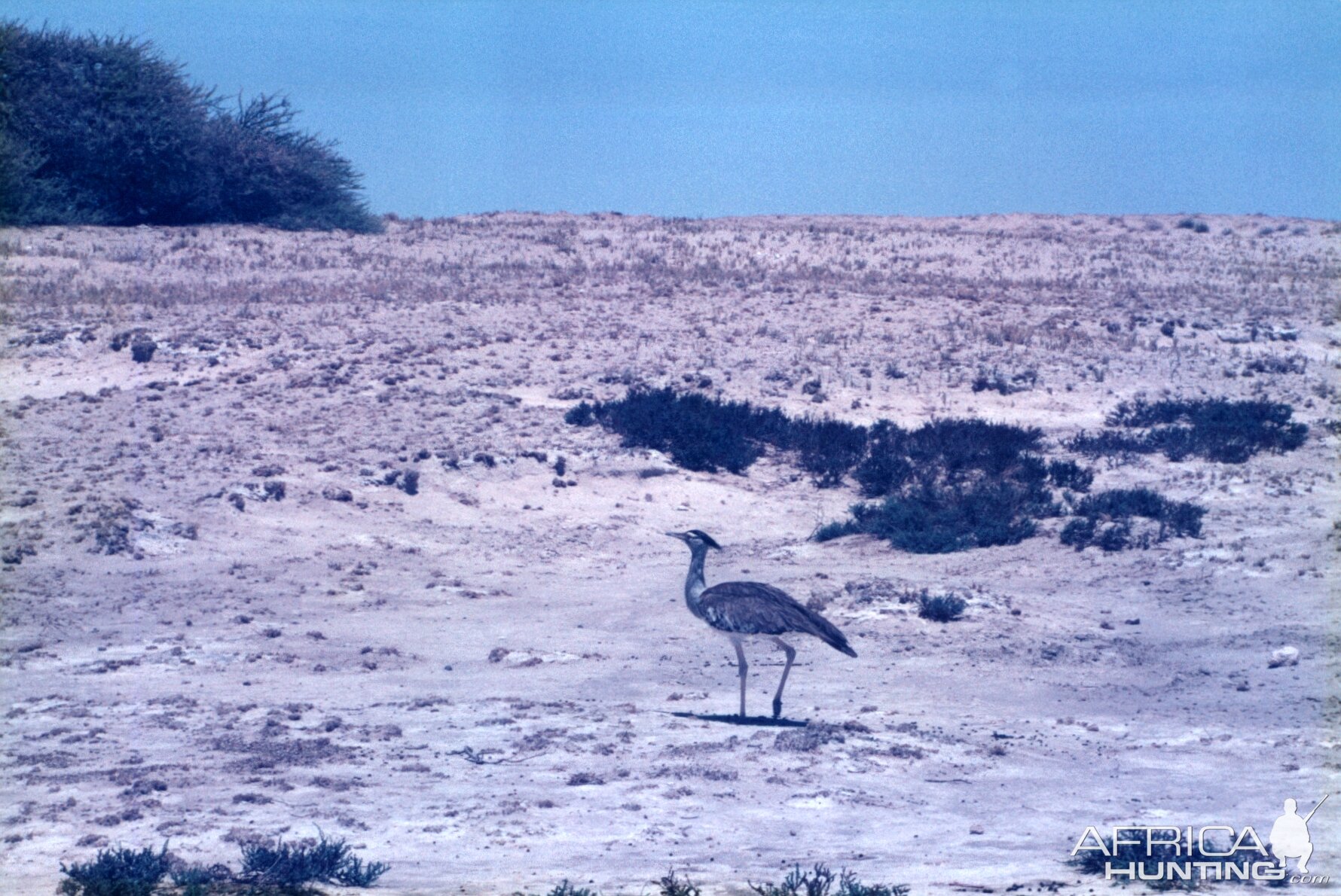 Secretary Bird at Etosha National Park in Namibia