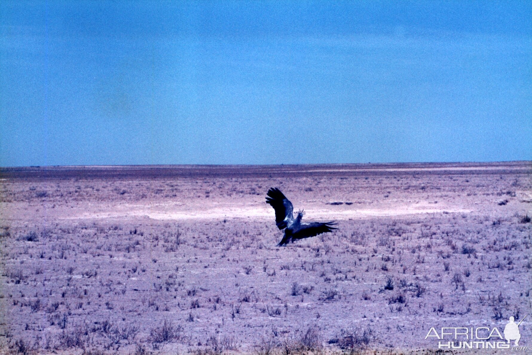 Secretary Bird at Etosha National Park in Namibia