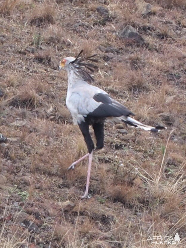 Secretary Bird South Africa