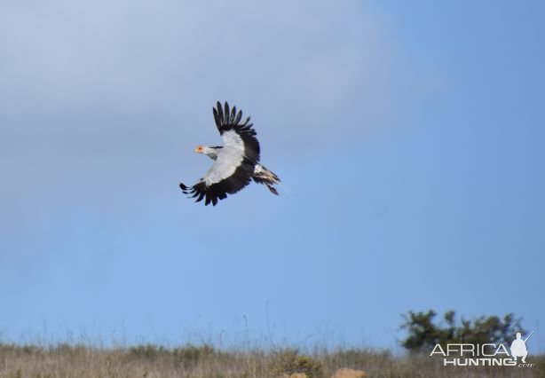 Secretarybird South Africa