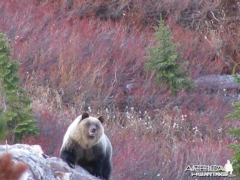 Selkirk Mountains Grizzly