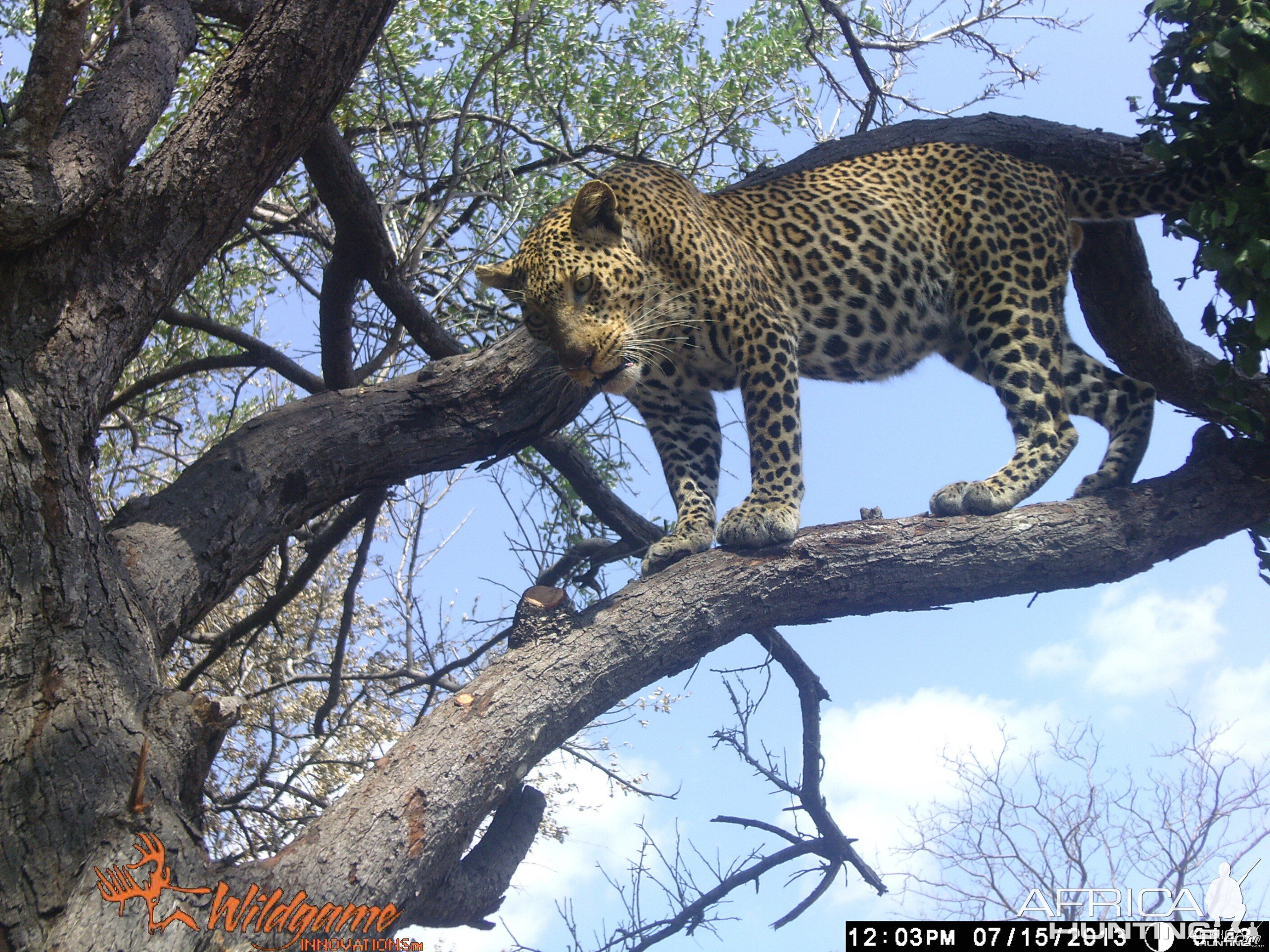 Selous leopard