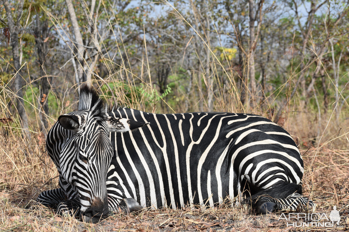 Selous' Zebra
