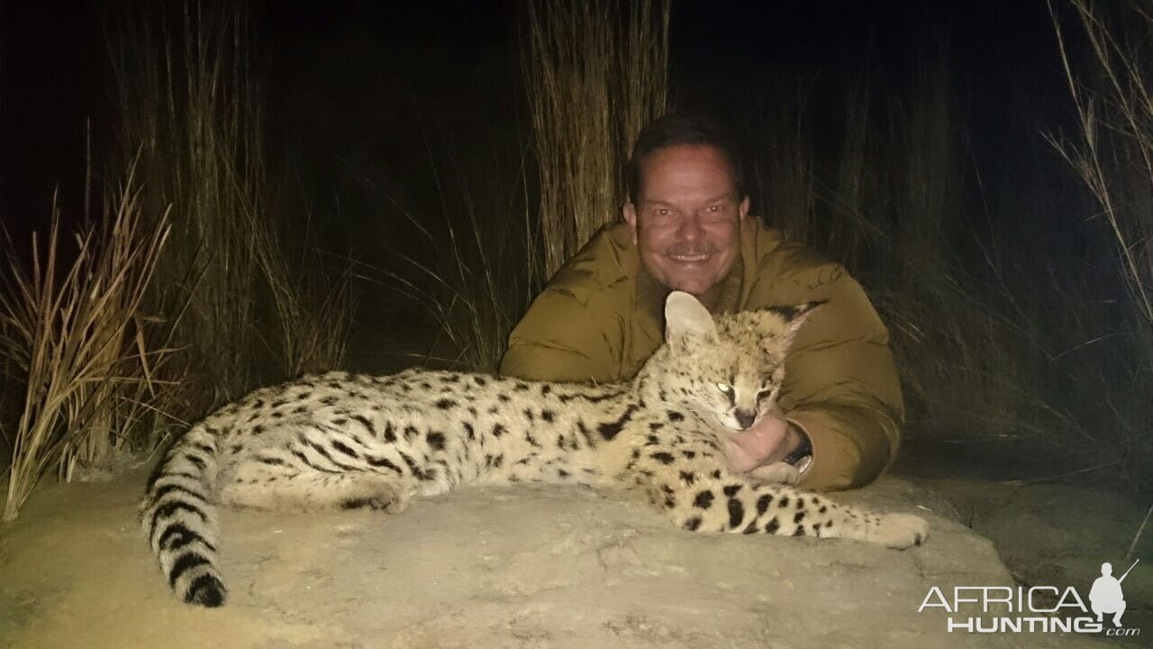 Serval Cat Hunting in South Africa