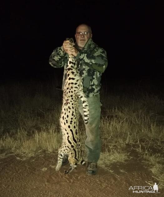 Serval Cat Hunting South Africa