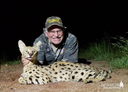 Serval Cat Hunting Sunset Safaris