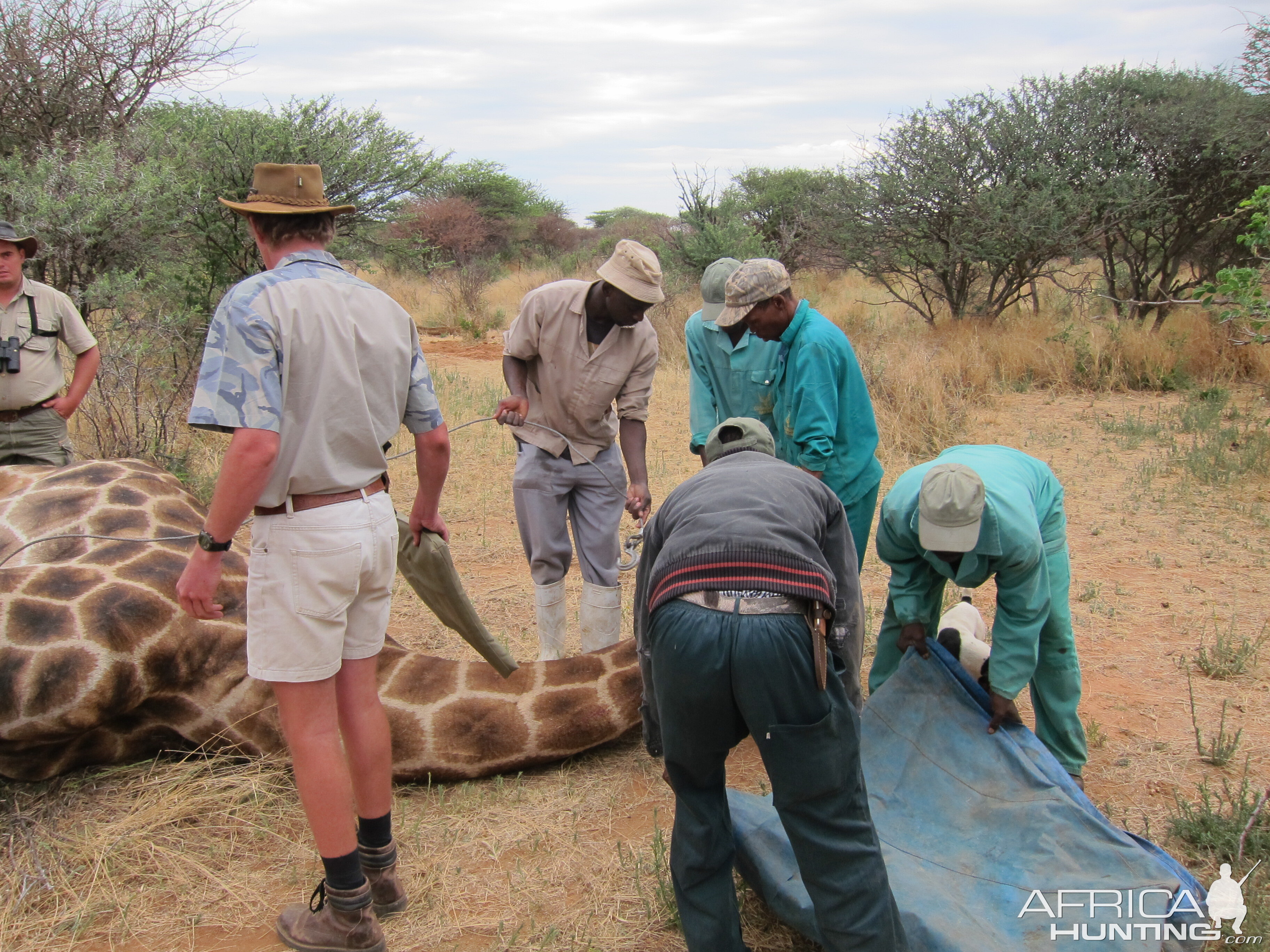 Setting up a Giraffe for trophy pictures