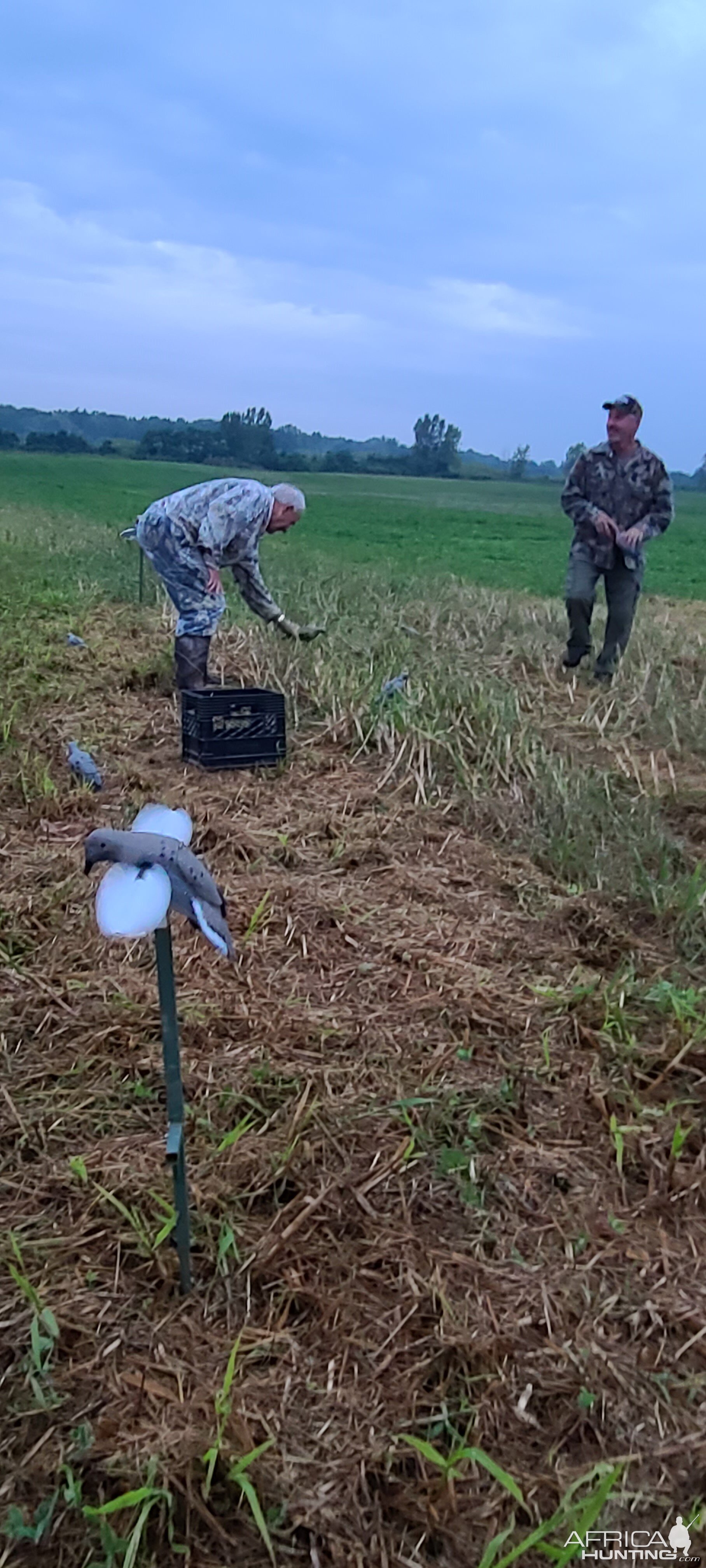Setting Up Decoy Dove Hunting